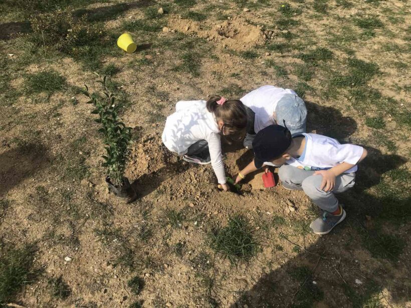 Δενδροφύτευση Δενδροφύτευση